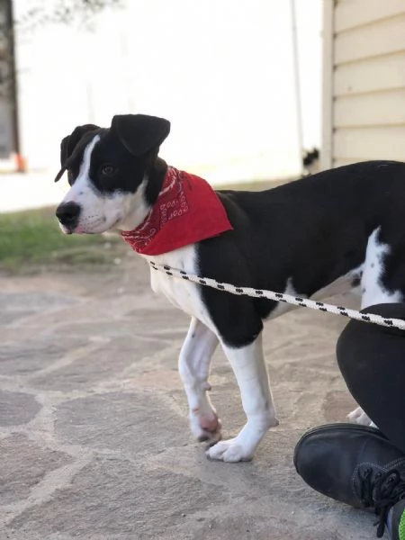 Lilith canile basso lazio | Foto 2