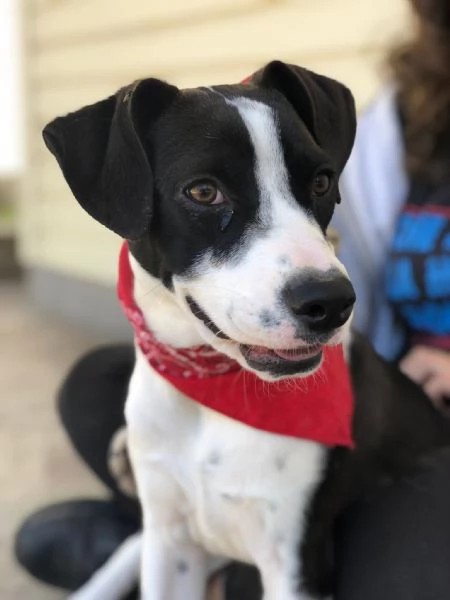 Lilith canile basso lazio