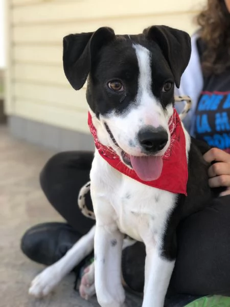 Lilith canile basso lazio | Foto 1