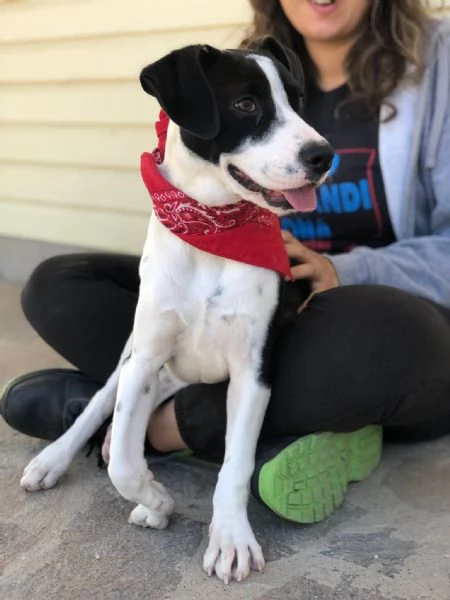 Lilith canile basso lazio | Foto 0