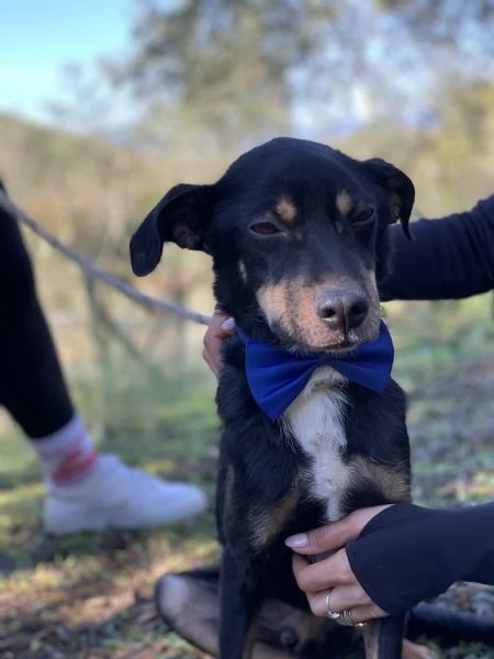 Lucio canile basso lazio | Foto 5