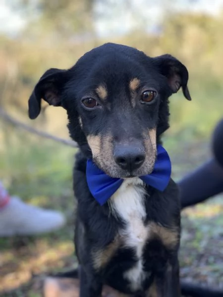 Lucio canile basso lazio | Foto 4