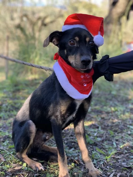 Lucio canile basso lazio | Foto 3