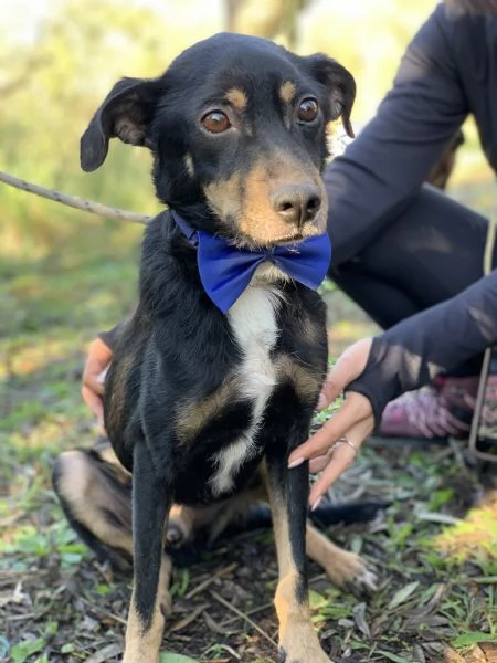 Lucio canile basso lazio | Foto 1