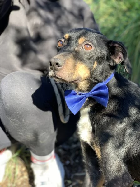 Lucio canile basso lazio