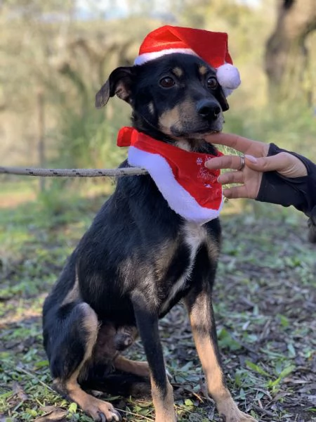 Lucio canile basso lazio | Foto 0