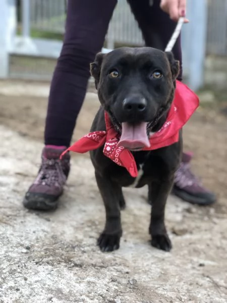 Mami canile basso lazio | Foto 4