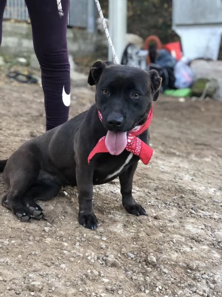 Mami canile basso lazio | Foto 3