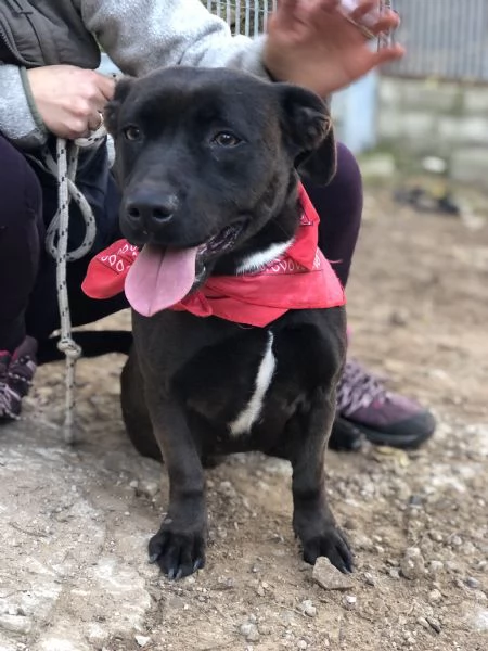 Mami canile basso lazio | Foto 2