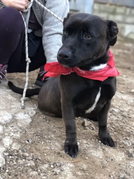 Mami canile basso lazio | Foto 1