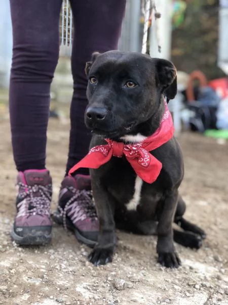 Mami canile basso lazio