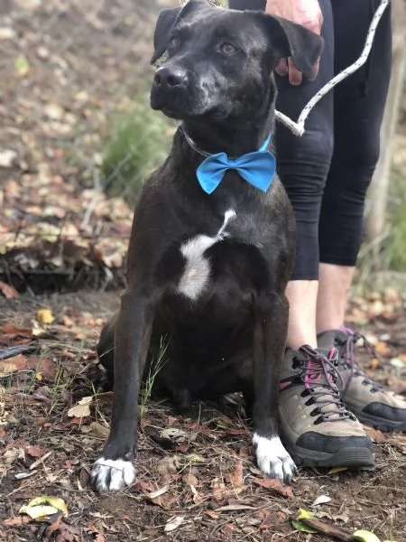 Matisse canile basso lazio | Foto 5