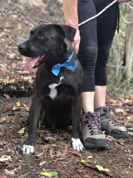 Matisse canile basso lazio | Foto 3