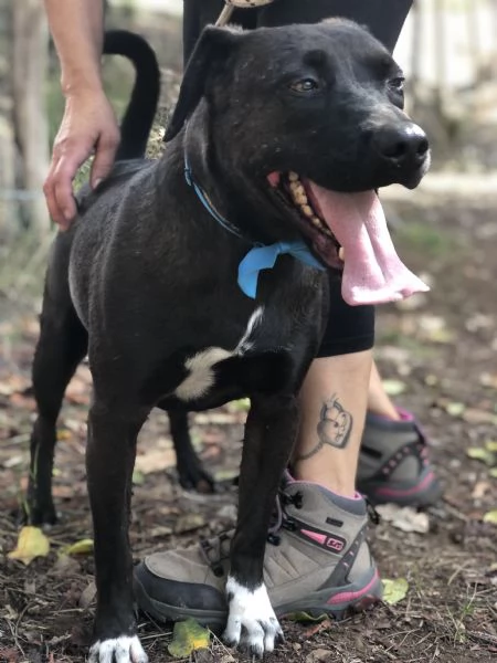 Matisse canile basso lazio | Foto 2