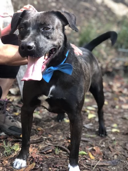 Matisse canile basso lazio