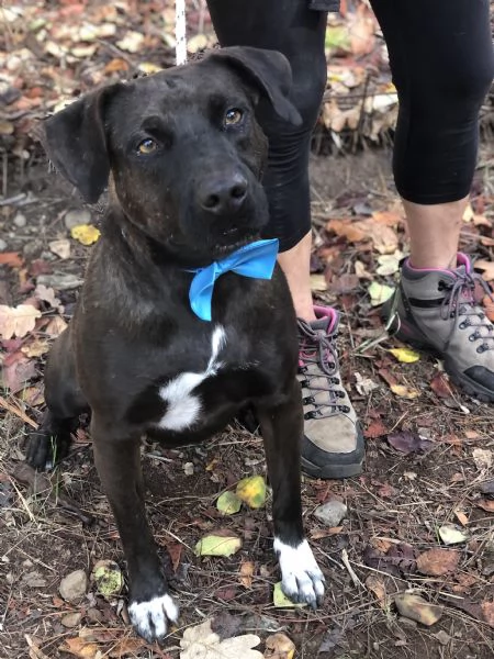 Matisse canile basso lazio | Foto 1