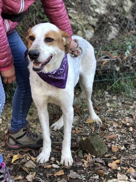 Memole canile basso lazio | Foto 3