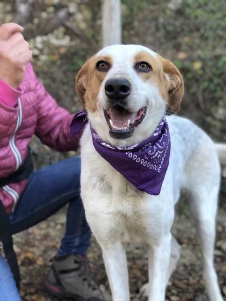 Memole canile basso lazio | Foto 1