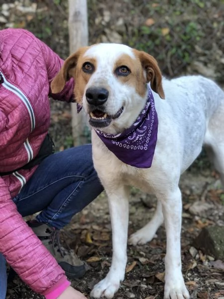 Memole canile basso lazio | Foto 0