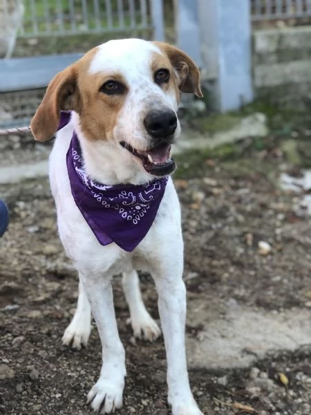 Memole canile basso lazio