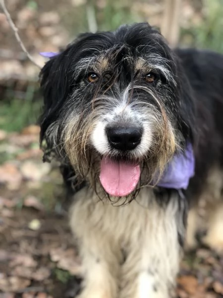 Nana canile basso lazio | Foto 4