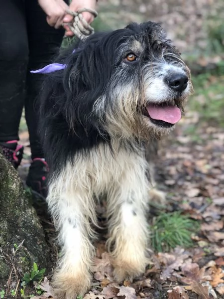 Nana canile basso lazio | Foto 3