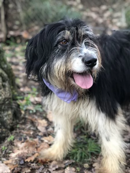 Nana canile basso lazio | Foto 2