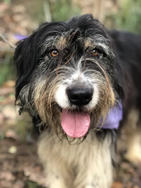 Nana canile basso lazio