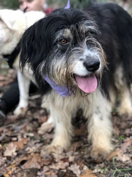 Nana canile basso lazio | Foto 1