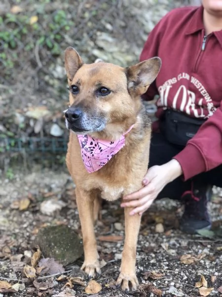 Nanagrave canile basso lazio | Foto 4