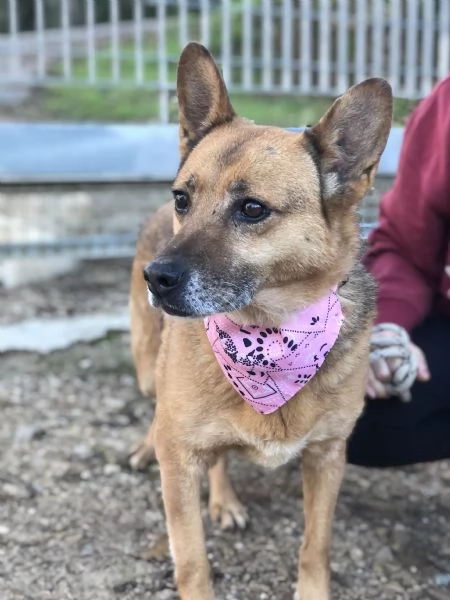 Nanagrave canile basso lazio | Foto 2