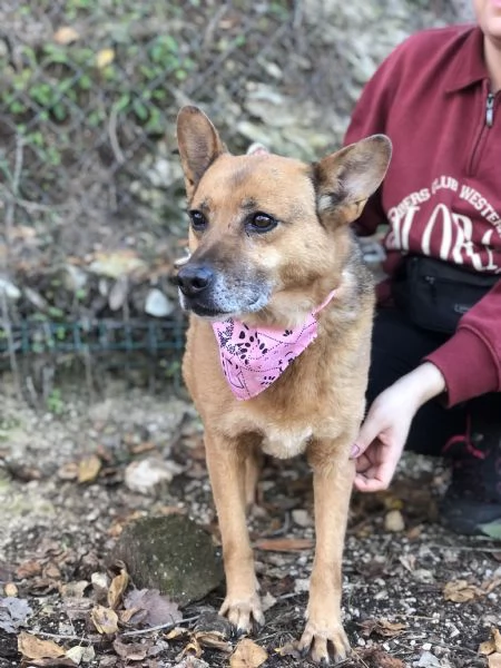 Nanagrave canile basso lazio | Foto 1