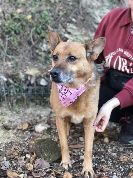 Nanagrave canile basso lazio