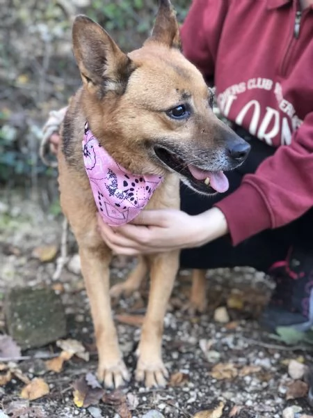 Nanagrave canile basso lazio | Foto 0