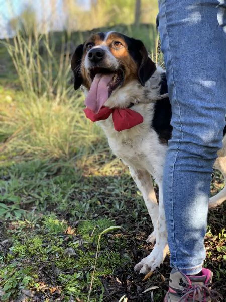 Oscaretto canile basso lazio | Foto 3