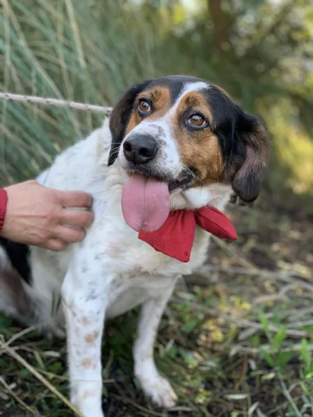 Oscaretto canile basso lazio | Foto 2