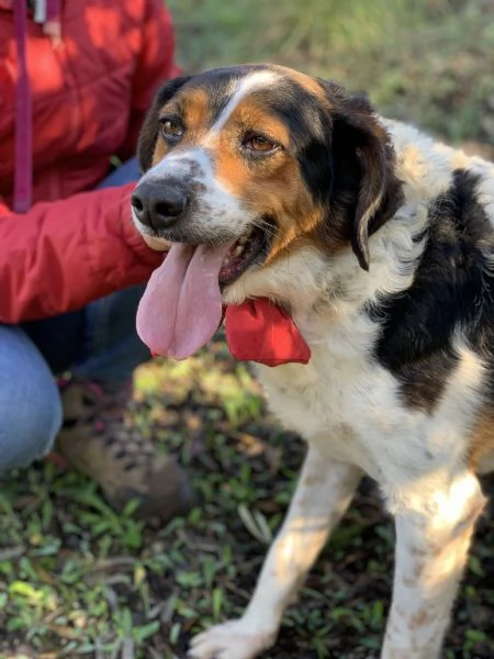 Oscaretto canile basso lazio | Foto 1