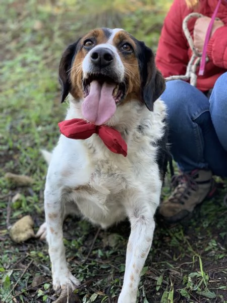 Oscaretto canile basso lazio