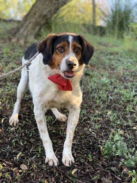 Oscaretto canile basso lazio | Foto 0