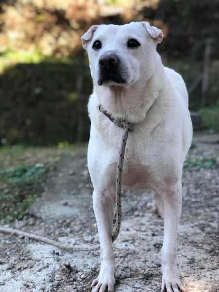 Pablita canile basso lazio | Foto 4