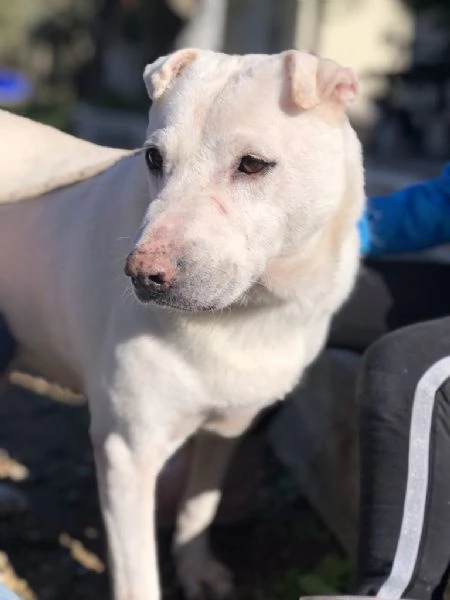 Pablita canile basso lazio | Foto 3