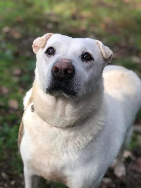 Pablita canile basso lazio