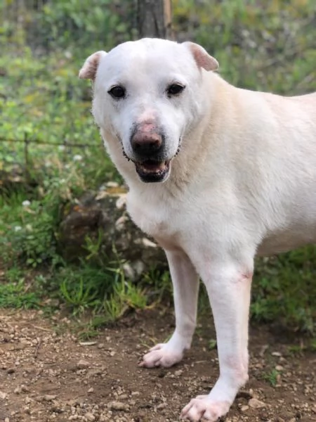 Pablita canile basso lazio | Foto 1