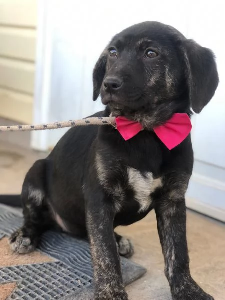 Piper canile basso lazio | Foto 3