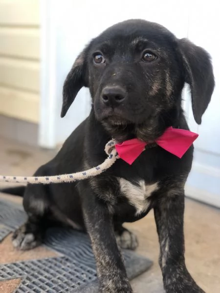 Piper canile basso lazio | Foto 2