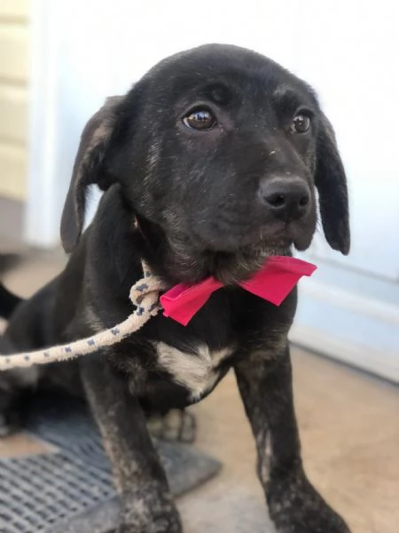 Piper canile basso lazio | Foto 1