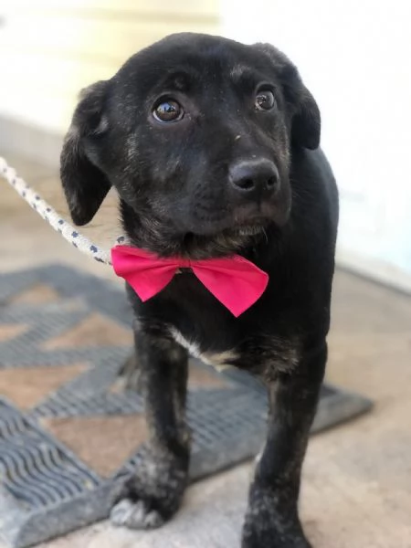 Piper canile basso lazio | Foto 0