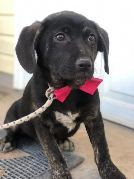 Piper canile basso lazio