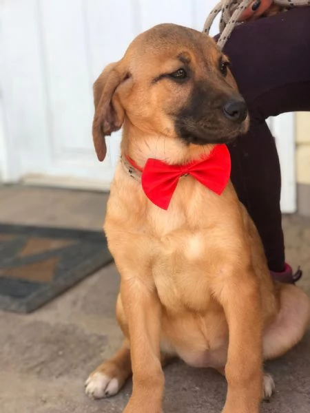 Phoebe  canile basso lazio | Foto 3