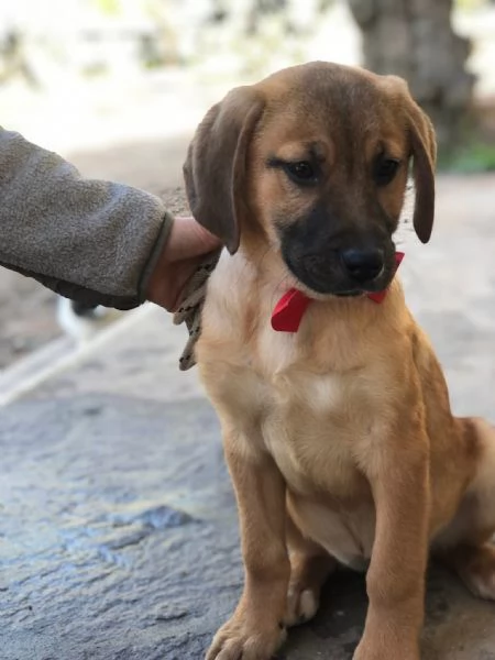 Phoebe  canile basso lazio | Foto 2